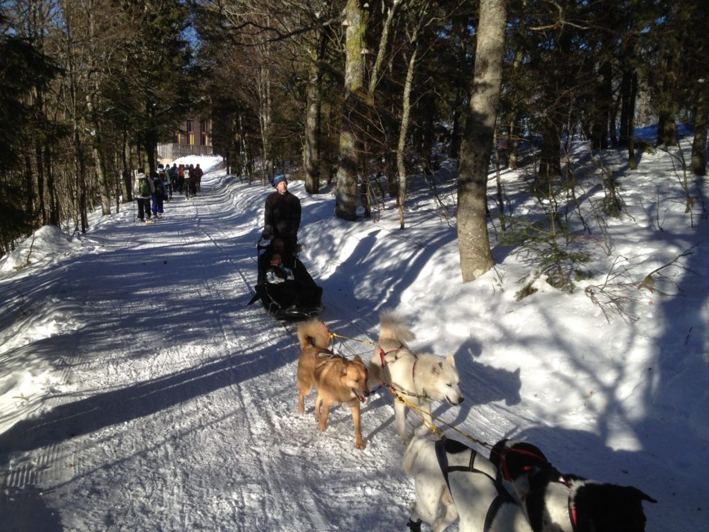 chiens de traineau dans les hautes Vosges